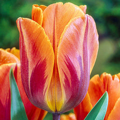 Princess Irene Tulip Bulbs Blooms Species Growing Bonsai Roots Rhizomes Corms Tubers Potted Planting Reblooming Fragrant Garden Flower Seeds Plant