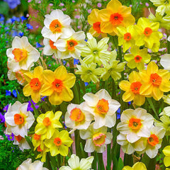 Jonquilla Daffodil Mixture Narcissus Bulbs Blooms Species Growing Bonsai Roots Rhizomes Corms Tubers Potted Planting Reblooming Fragrant Garden Flower Seeds Plant - Seedsplant