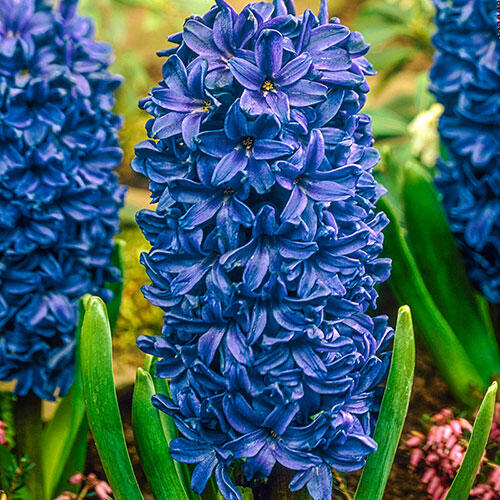Peter Stuyvesant Hyacinth Bulbs Blooms Species Growing Bonsai Roots Rhizomes Corms Tubers Potted Planting Reblooming Fragrant Garden Flower Seeds Plant Gardening