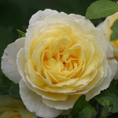 Jean robie robie flery Rose Plant Seedlings Flower Seeds Perennial Growing Bonsai Corms Tubers Potted Planting Reblooming Fragrant Garden Roots Rhizomes Species Blooms Bulbs Gardening Tree - Seedsplant