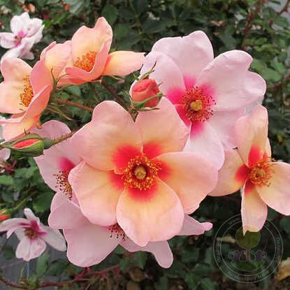 Chewrocko Smiling Eyes Rose Seedlings Flower Seeds Perennial Growing Bonsai Corms Tubers Potted Planting Reblooming Fragrant Garden Roots Rhizomes Species Blooms Plant Bulbs Gardening Tree - Seedsplant