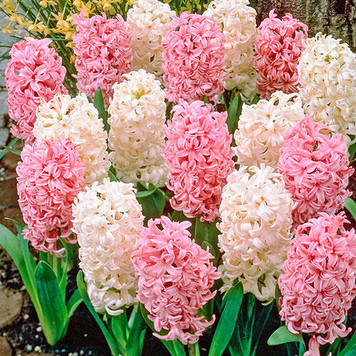 French Perfume Hyacinth Mixture Bulbs Blooms Species Growing Bonsai Roots Rhizomes Corms Tubers Potted Planting Reblooming Fragrant Garden Flower Seeds Plant Gardening