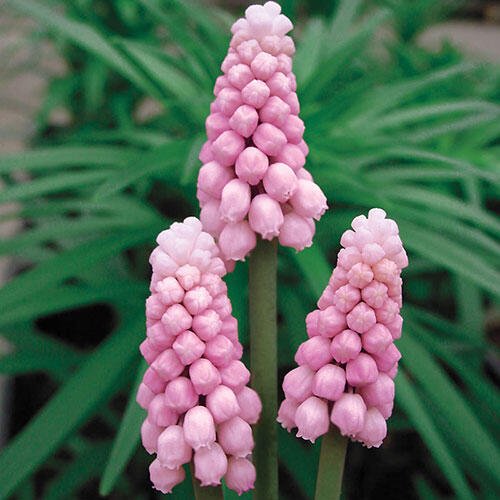 Pink Grape Hyacinth Bulbs Blooms Species Growing Bonsai Roots Rhizomes Corms Tubers Potted Planting Reblooming Fragrant Garden Flower Seeds Plant Gardening