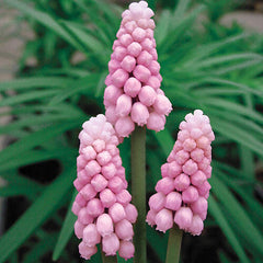 Pink Grape Hyacinth Bulbs Blooms Species Growing Bonsai Roots Rhizomes Corms Tubers Potted Planting Reblooming Fragrant Garden Flower Seeds Plant Gardening