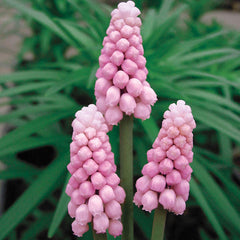 Pink Grape Hyacinth Bulbs Blooms Species Growing Bonsai Roots Rhizomes Corms Tubers Potted Planting Reblooming Fragrant Garden Flower Seeds Plant Gardening