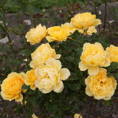 Golden Years Rose Seedlings Flower Seeds Perennial Growing Bonsai Corms Tubers Potted Planting Reblooming Fragrant Garden Roots Rhizomes Species Blooms Plant Bulbs Gardening Tree