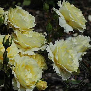 Irish Hope Rose Seedlings Flower Seeds Perennial Growing Bonsai Corms Tubers Potted Planting Reblooming Fragrant Garden Roots Rhizomes Species Blooms Plant Bulbs Gardening Tree