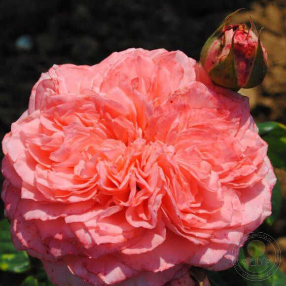 Lorenzo Weisman Rose Seedlings Flower Seeds Perennial Growing Bonsai Corms Tubers Potted Planting Reblooming Fragrant Garden Roots Rhizomes Species Blooms Plant Bulbs Gardening Tree - Seedsplant