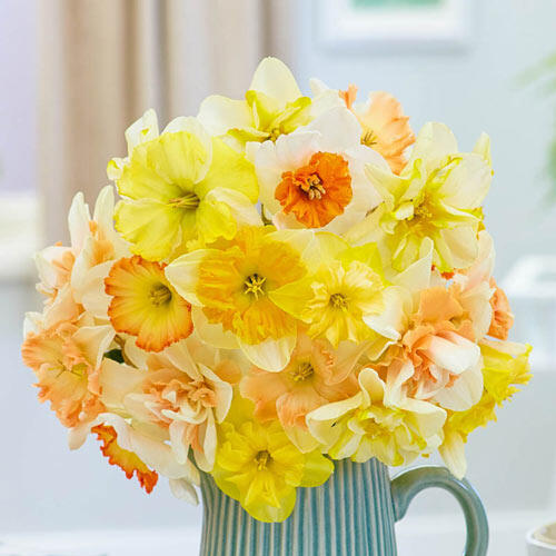 Weatherproof Daffodil Mixture Narcissus Bulbs Blooms Species Growing Bonsai Roots Rhizomes Corms Tubers Potted Planting Reblooming Fragrant Garden Flower Seeds Plant