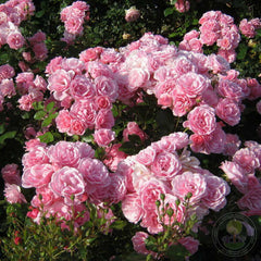 Kimono Rose Seedlings Flower Seeds Perennial Growing Bonsai Corms Tubers Potted Planting Reblooming Fragrant Garden Roots Rhizomes Species Blooms Plant Bulbs Gardening Tree