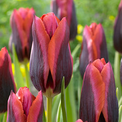 Tulip Planting Partner Collection Bulbs Blooms Species Growing Bonsai Roots Rhizomes Corms Tubers Potted Planting Reblooming Fragrant Garden Flower Seeds Plant - Seedsplant