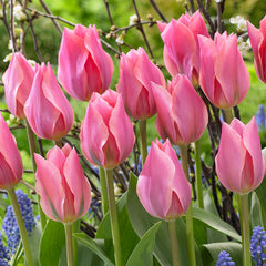 Tulip Planting Partner Collection Bulbs Blooms Species Growing Bonsai Roots Rhizomes Corms Tubers Potted Planting Reblooming Fragrant Garden Flower Seeds Plant - Seedsplant