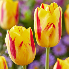 Bold and Daring Colour Tulip Collection Bulbs Blooms Species Growing Bonsai Roots Rhizomes Corms Tubers Potted Planting Reblooming Fragrant Garden Flower Seeds Plant