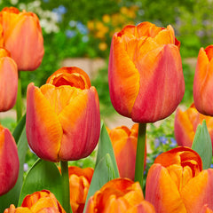 Bold and Daring Colour Tulip Collection Bulbs Blooms Species Growing Bonsai Roots Rhizomes Corms Tubers Potted Planting Reblooming Fragrant Garden Flower Seeds Plant