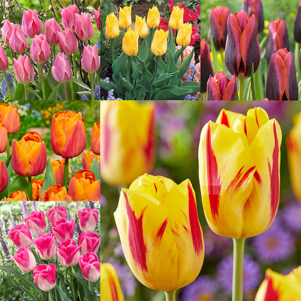 Bold and Daring Colour Tulip Collection Bulbs Blooms Species Growing Bonsai Roots Rhizomes Corms Tubers Potted Planting Reblooming Fragrant Garden Flower Seeds Plant