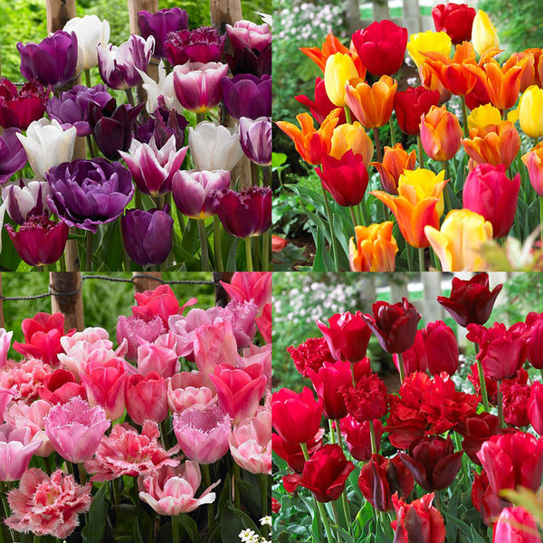 Tulip Bulbs Blend Collection Blooms Species Growing Bonsai Roots Rhizomes Corms Tubers Potted Planting Reblooming Fragrant Garden Flower Seeds Plant