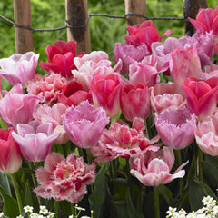 Tulip Bulbs Blend Collection Blooms Species Growing Bonsai Roots Rhizomes Corms Tubers Potted Planting Reblooming Fragrant Garden Flower Seeds Plant