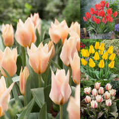 60 Tulip Greigii Collection Bulbs Blooms Species Growing Bonsai Roots Rhizomes Corms Tubers Potted Planting Reblooming Fragrant Garden Flower Seeds Plant