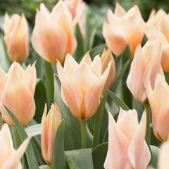 60 Tulip Greigii Collection Bulbs Blooms Species Growing Bonsai Roots Rhizomes Corms Tubers Potted Planting Reblooming Fragrant Garden Flower Seeds Plant