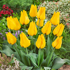 60 Tulip Greigii Collection Bulbs Blooms Species Growing Bonsai Roots Rhizomes Corms Tubers Potted Planting Reblooming Fragrant Garden Flower Seeds Plant