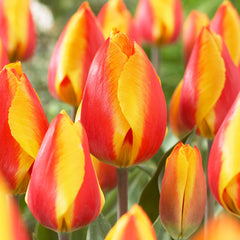 Tulip Bulbs Single Early Collection Blooms Species Growing Bonsai Roots Rhizomes Corms Tubers Potted Planting Reblooming Fragrant Garden Flower Seeds Plant