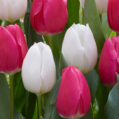 Tulip Bulbs Single Early Collection Blooms Species Growing Bonsai Roots Rhizomes Corms Tubers Potted Planting Reblooming Fragrant Garden Flower Seeds Plant