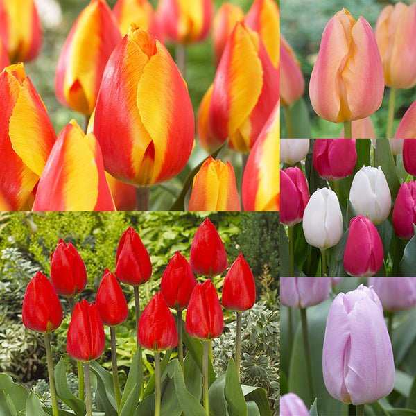 Tulip Bulbs Single Early Collection Blooms Species Growing Bonsai Roots Rhizomes Corms Tubers Potted Planting Reblooming Fragrant Garden Flower Seeds Plant
