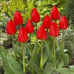 Tulip Bulbs Single Early Collection Blooms Species Growing Bonsai Roots Rhizomes Corms Tubers Potted Planting Reblooming Fragrant Garden Flower Seeds Plant