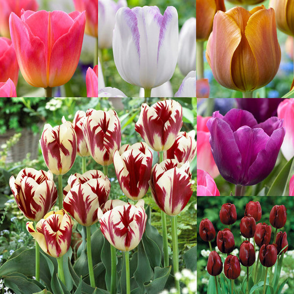 Triumph Collection Tulip Bulbs Blooms Species Growing Bonsai Roots Rhizomes Corms Tubers Potted Planting Reblooming Fragrant Garden Flower Seeds Plant