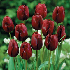 Triumph Collection Tulip Bulbs Blooms Species Growing Bonsai Roots Rhizomes Corms Tubers Potted Planting Reblooming Fragrant Garden Flower Seeds Plant