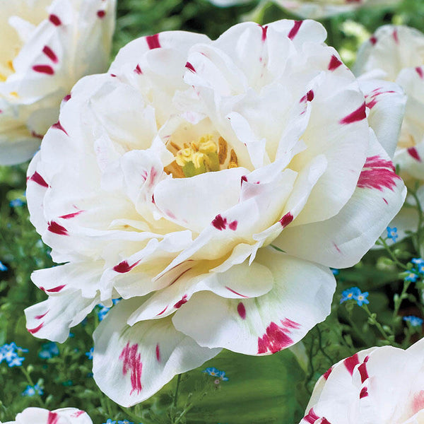 Pin It   Danceline Tulip Bulbs Blooms Species Growing Bonsai Roots Rhizomes Corms Tubers Potted Planting Reblooming Fragrant Garden Flower Seeds Plant