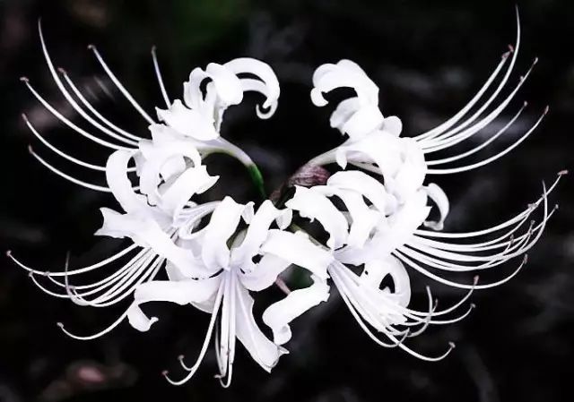 White Lycoris Spider Lilies Bulbs Radiata Hurricane Lily Cluster