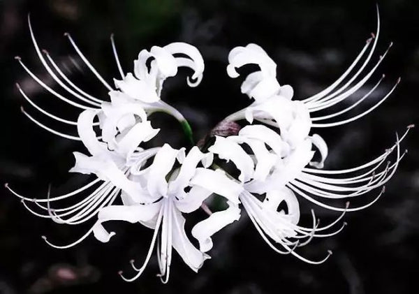 White Lycoris Spider Lilies Bulbs Radiata Hurricane Lily Cluster Amayllis Growing Bonsai Roots Rhizomes Corms Tubers Potted Planting Reblooming Fragrant Garden Species Blooms Flower Seeds Plant Gardening