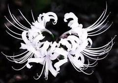 White Lycoris Spider Lilies Bulbs Radiata Hurricane Lily Cluster Amayllis Growing Bonsai Roots Rhizomes Corms Tubers Potted Planting Reblooming Fragrant Garden Species Blooms Flower Seeds Plant Gardening