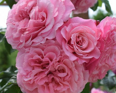 Wildberry Rose Seedlings Flower Seeds Perennial Growing Bonsai Corms Tubers Potted Planting Reblooming Fragrant Garden Roots Rhizomes Species Blooms Plant Bulbs Gardening Tree