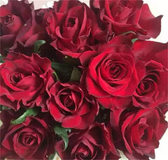 Red Rose Seedlings Flower Seeds Perennial Growing Bonsai Corms Tubers Potted Planting Reblooming Fragrant Garden Roots Rhizomes Species Blooms Plant Bulbs Gardening Tree - Seedsplant