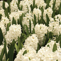Hyacinth White Pearl Bulbs Blooms Species Growing Bonsai Roots Rhizomes Corms Tubers Potted Planting Reblooming Fragrant Garden Flower Seeds Plant Gardening Grape Hyacinth