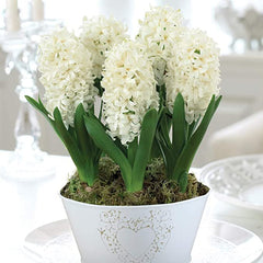 Hyacinth White Pearl Bulbs Blooms Species Growing Bonsai Roots Rhizomes Corms Tubers Potted Planting Reblooming Fragrant Garden Flower Seeds Plant Gardening Grape Hyacinth