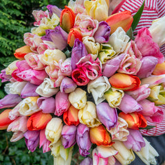 Pastel Tulip Mixture Bulbs Blooms Species Growing Bonsai Roots Rhizomes Corms Tubers Potted Planting Reblooming Fragrant Garden Flower Seeds Plant