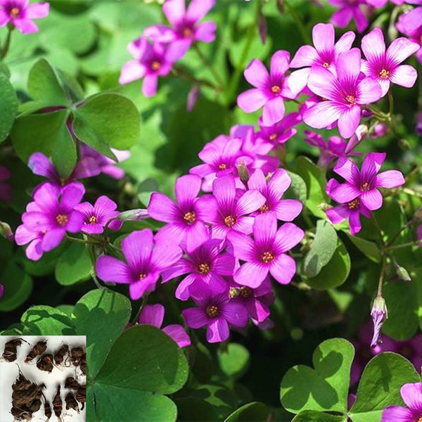 Seedsplant A078 Oxalis Bulbs Wood Sorrel Shamrock Perennial Growing Bonsai Roots Rhizomes Corms Tubers Potted Planting Reblooming Fragrant Garden Species Blooms Flower Seeds Plant Gardening