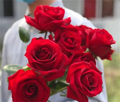 Red Rose Seedlings Flower Seeds Perennial Growing Bonsai Corms Tubers Potted Planting Reblooming Fragrant Garden Roots Rhizomes Species Blooms Plant Bulbs Gardening Tree - Seedsplant