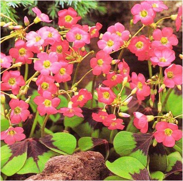 Blue Iron Cross Oxalis Bulbs Wood Sorrel Shamrock Perennial Growing Bonsai Roots Rhizomes Corms Tubers Potted Planting Reblooming Fragrant Garden Species Blooms Flower Seeds Plant Gardening