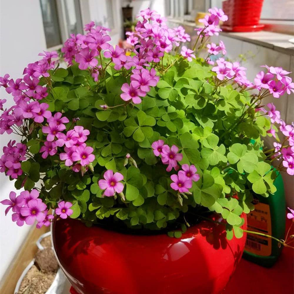 planting oxalis bulbs in pots Seedsplant A0104 Oxalis Bulbs Wood Sorrel Shamrock Perennial Growing Bonsai Roots Rhizomes Corms Tubers Potted Planting Reblooming Fragrant Garden Species Blooms Flower Seeds Plant Gardening