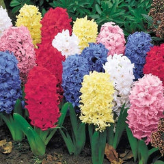 Indoor Outdoor Spring Hyacinth Bulbs Blooms Species Growing Bonsai Roots Rhizomes Corms Tubers Potted Planting Reblooming Fragrant Garden Flower Seeds Plant Gardening