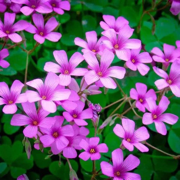 Seedsplant A063 Oxalis Bulbs Wood Sorrel Shamrock Perennial Growing Bonsai Roots Rhizomes Corms Tubers Potted Planting Reblooming Fragrant Garden Species Blooms Flower Seeds Plant Gardening
