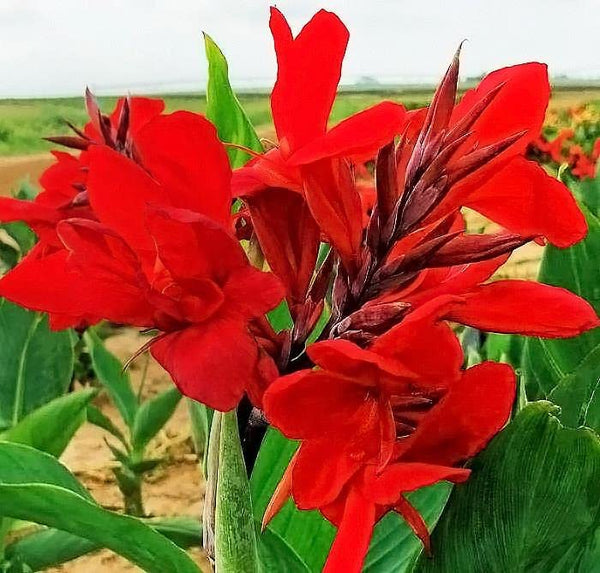 Blue Magic Design 3 Canna Lily Roots Long Lasting Giant Red Flowers Perennial Plant Tropi Bulbs Perennial Growing Bonsai Roots Rhizomes Corms Tubers Potted Planting Reblooming Fragrant Garden Species Blooms Flower Seeds Plant Gardeningcal Garden