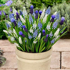 Woodland Grape Hyacinth Bulbs Blooms Species Growing Bonsai Roots Rhizomes Corms Tubers Potted Planting Reblooming Fragrant Garden Flower Seeds Plant Gardening - Seedsplant