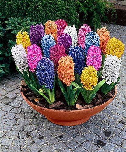 Fresh in Stock Hyacinth Bulbs Blooms Species Growing Bonsai Roots Rhizomes Corms Tubers Potted Planting Reblooming Fragrant Garden Flower Seeds Plant Gardening