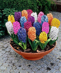 Fresh in Stock Hyacinth Bulbs Blooms Species Growing Bonsai Roots Rhizomes Corms Tubers Potted Planting Reblooming Fragrant Garden Flower Seeds Plant Gardening