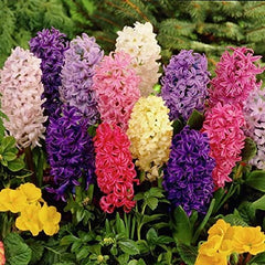 Seedsplant Hyacinth Bulbs Blooms Species Growing Bonsai Roots Rhizomes Corms Tubers Potted Planting Reblooming Fragrant Garden Flower Seeds Plant Gardening - Seedsplant